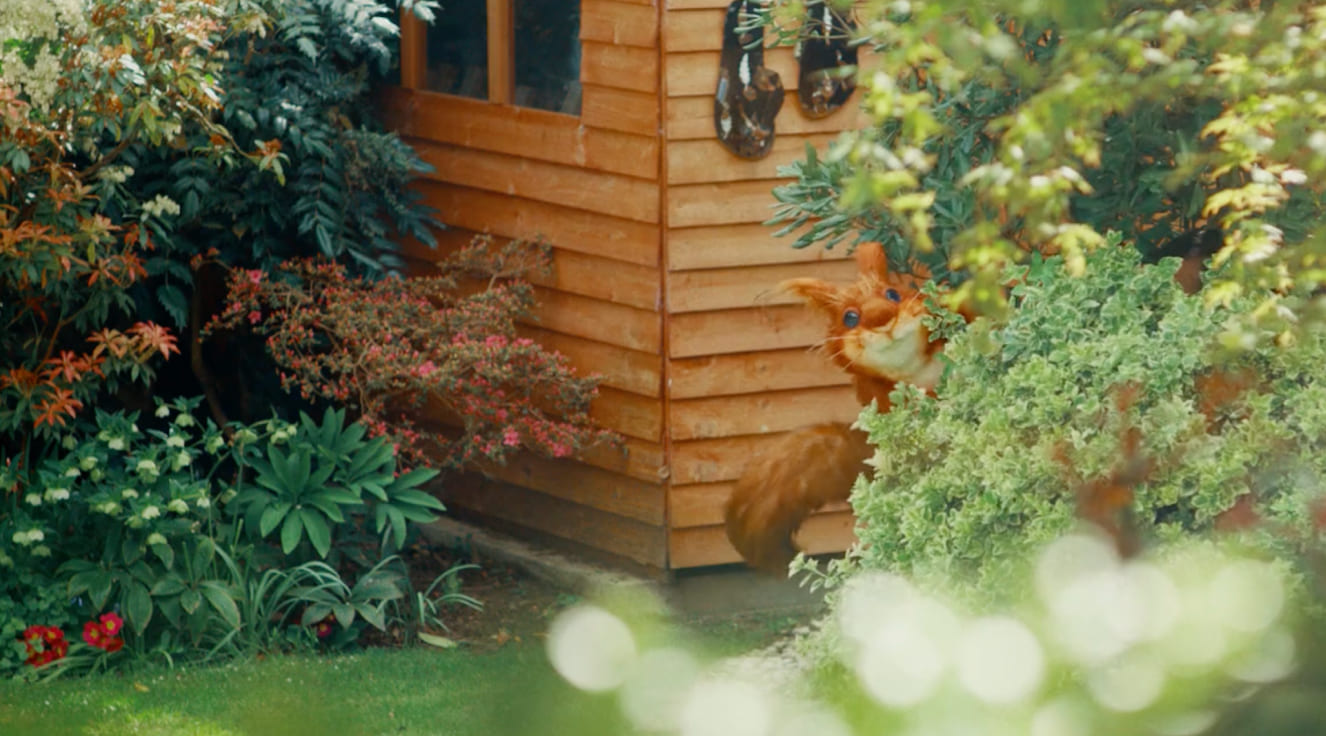 Boldspace-creative-brand-advertising-production-content-creation-social-digital-post-ecoegg-campaign-advert-squirrel