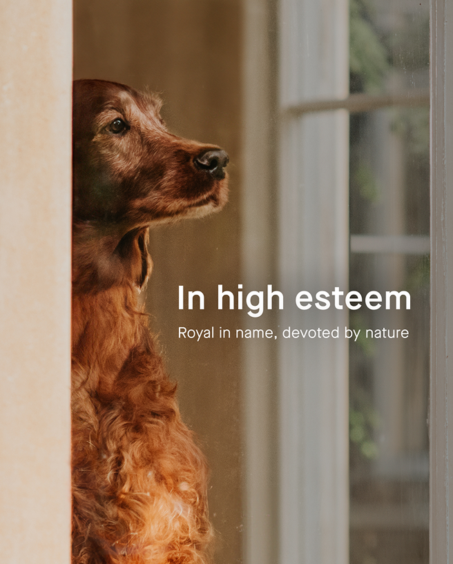 royal-kennel-club-at-their-service-brand-3